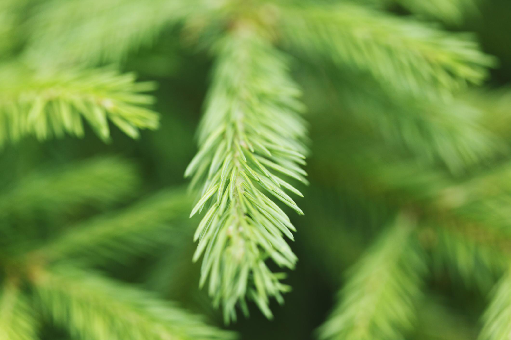 tree timming services mechanicsburg tree timming services mechanicsburg