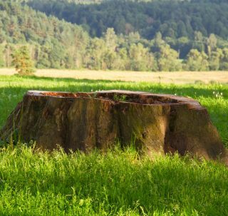 Mechanicsburg stump removal Mechanicsburg stump removal