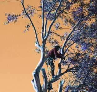 Tree Removal Mechanicsburg Tree Removal Mechanicsburg