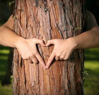 mechanicsburg Tree Service mechanicsburg Tree Service