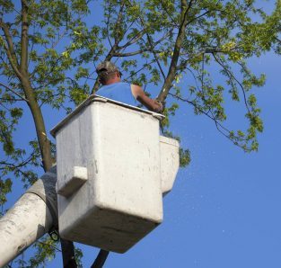 tree trimming Mechanicsburg tree trimming Mechanicsburg