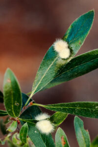 Mechanicsburg Tree Service Treating Leaf Galls
