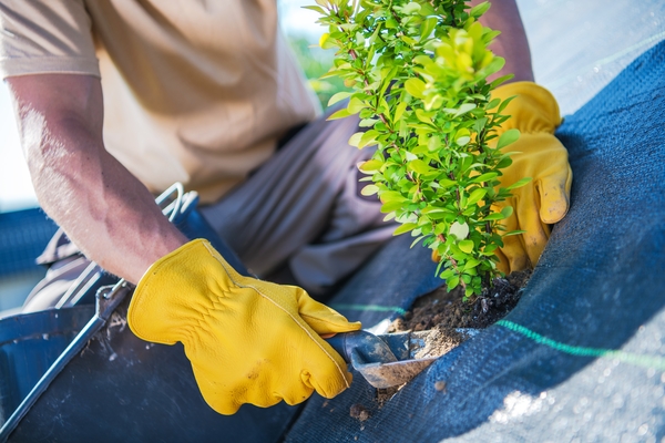 Mechanicsburg Tree Service When Is The Best Time To Plant A Tree