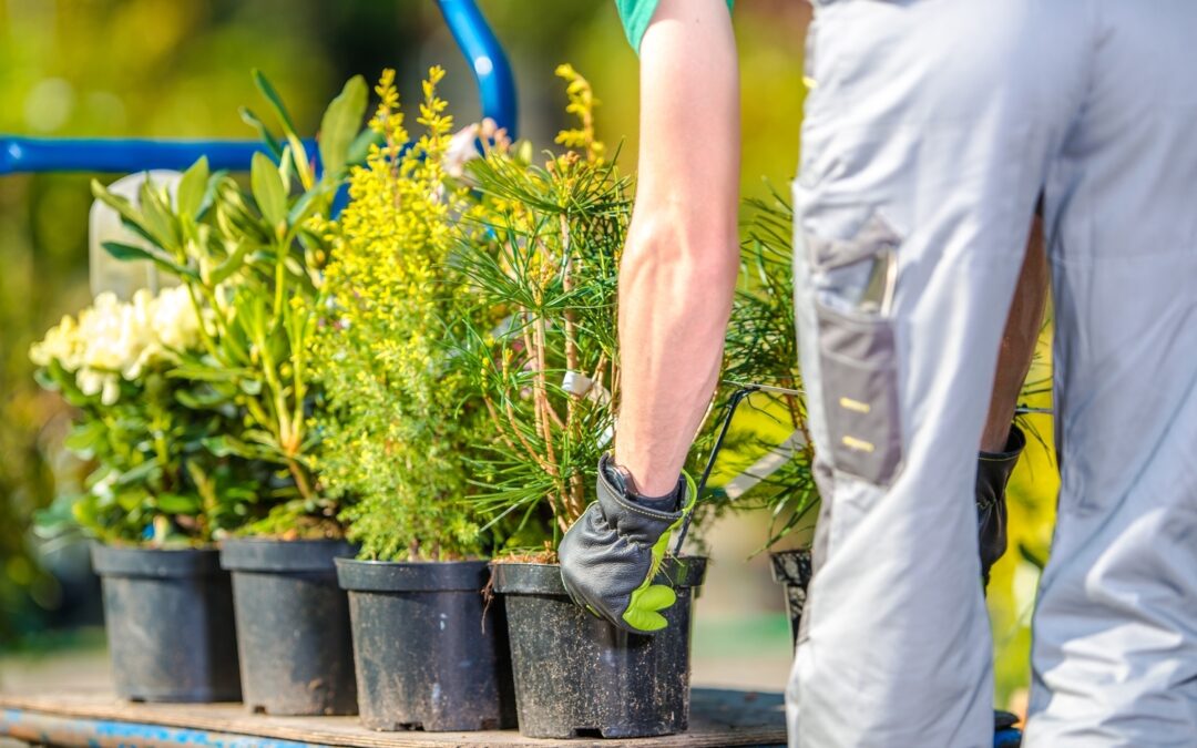 When Is The Best Time To Plant A Tree?