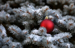 Mechanicsburg Tree Service types of christmas trees blue spruce