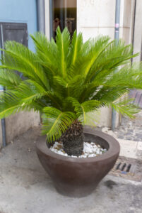 Mechanicsburg Tree Service growing indoor palm trees