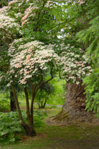 Mechanicsburg Tree Service identify dogwood tree leaves