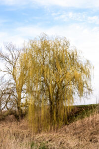 Mechanicsburg Tree Service identify willow tree leaves